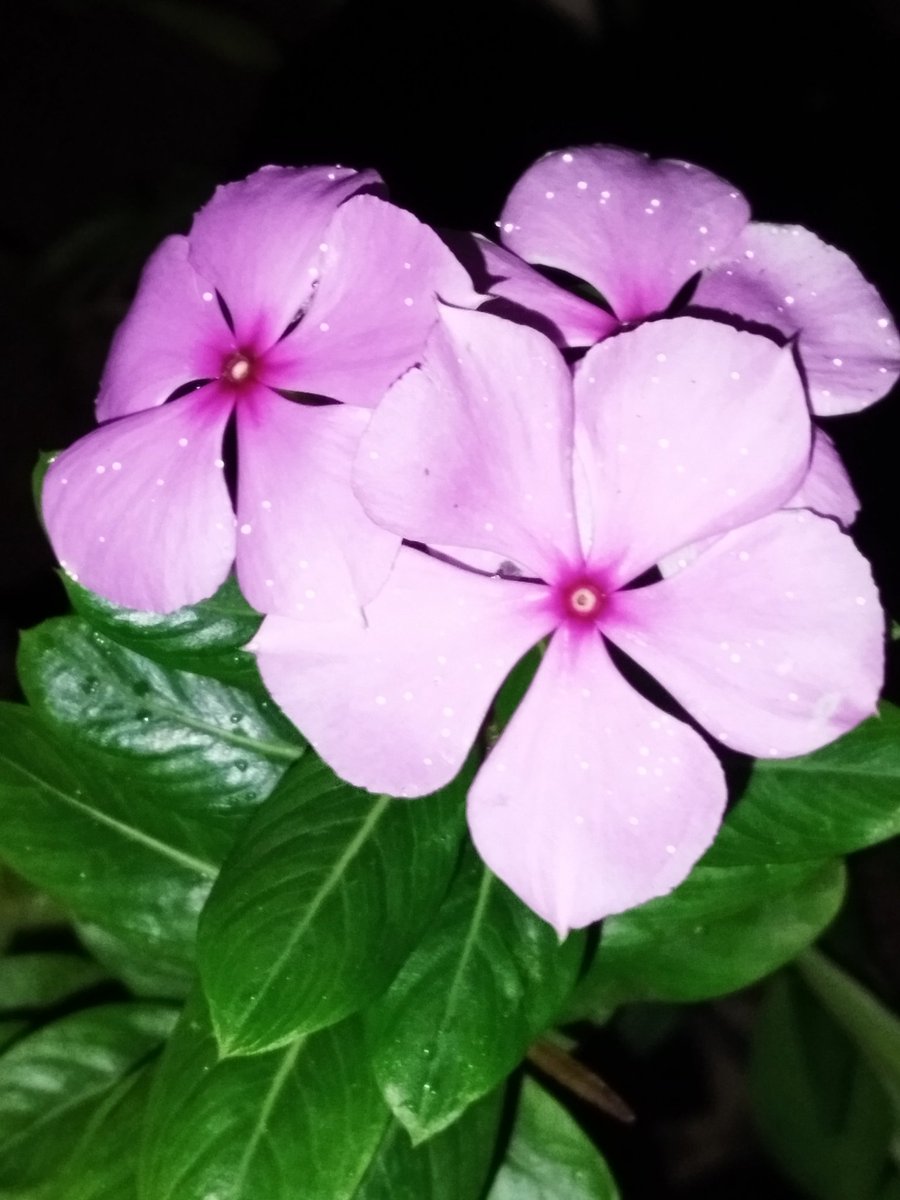 madhumalati18's tweet image. Good morning everyone🌸 have a lovely day✨
#Threethursday🌸

#FlowersOnX