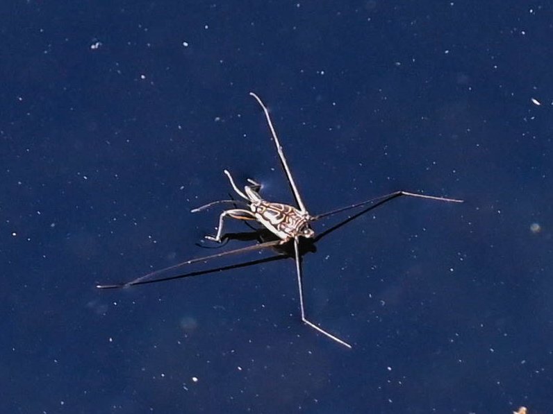 Woodpecker_cent's tweet photo. Water strider (genus Metrocoris) for #insectthursday.
Al Buraimi, Oman - Feb 2025.
#ThePhotoHour #natgeoyourshot #macrohour #niffeature2025 #biodiversity #nature #vitaminN #natgeomena #Nikonmea #insectsoftheworld #macrophotography #discoverearth #gerridae #IndiAves #channel169 https://t.co/nt5xEHOGIQ
