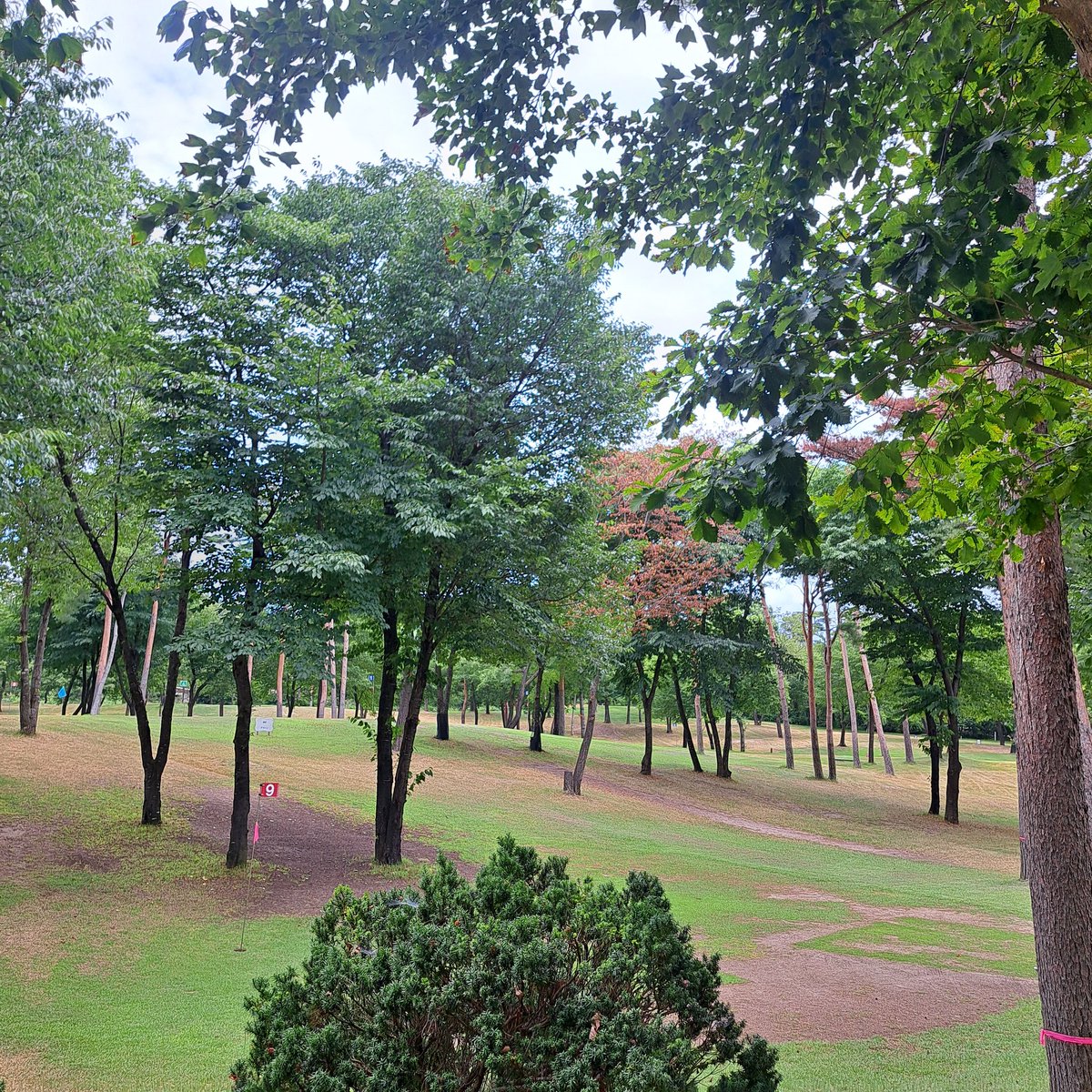 qJ3TfCWcmrrUkL5's tweet image. グリーンサムの杜