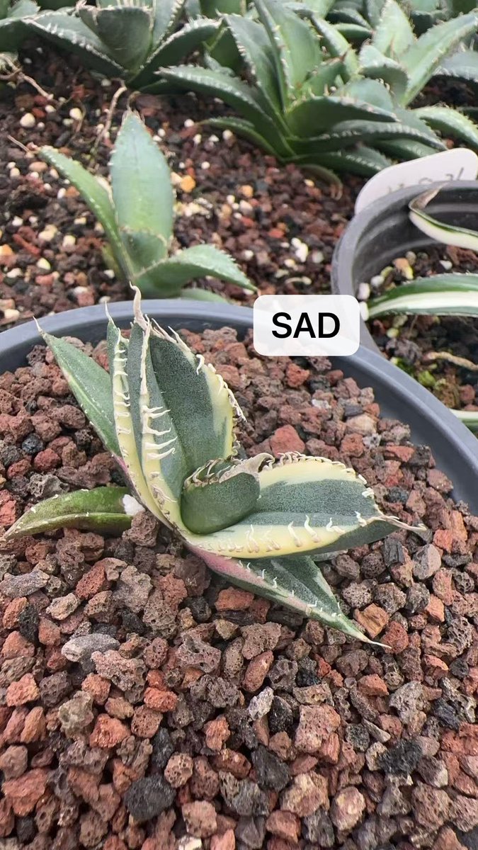 If you also like it, you can contact me