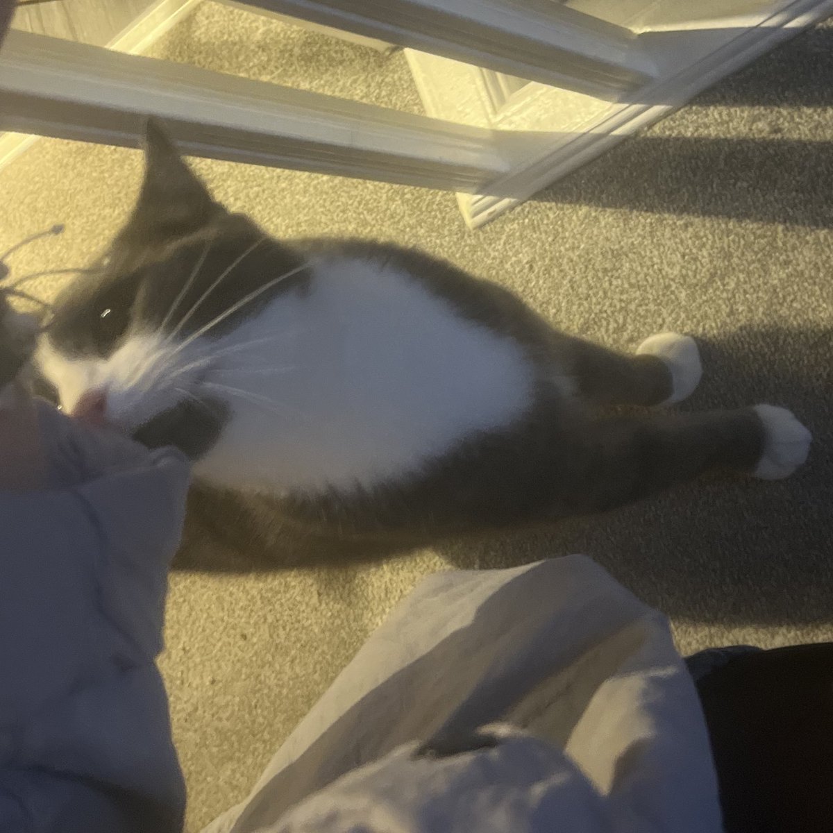 Anesabanana's tweet image. I got home :p
Found a new dealer (YAY ASF)
Took his jacket (might give back next week)
Got free drugs (yay)
now I’m gonna try sleep.
Goodnight &lt;3