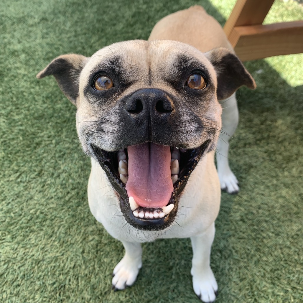 abc7community's tweet image. Today's #POTW is Pugsy! She is a gentle lap dog who loves being with her favorite people. She has had good experiences with other dogs so she should do well with current dogs you have.
Available for adoption at spcaLA Pet Adoption Center at 1:00pm
Visit abc7.la/4o3pSu9!