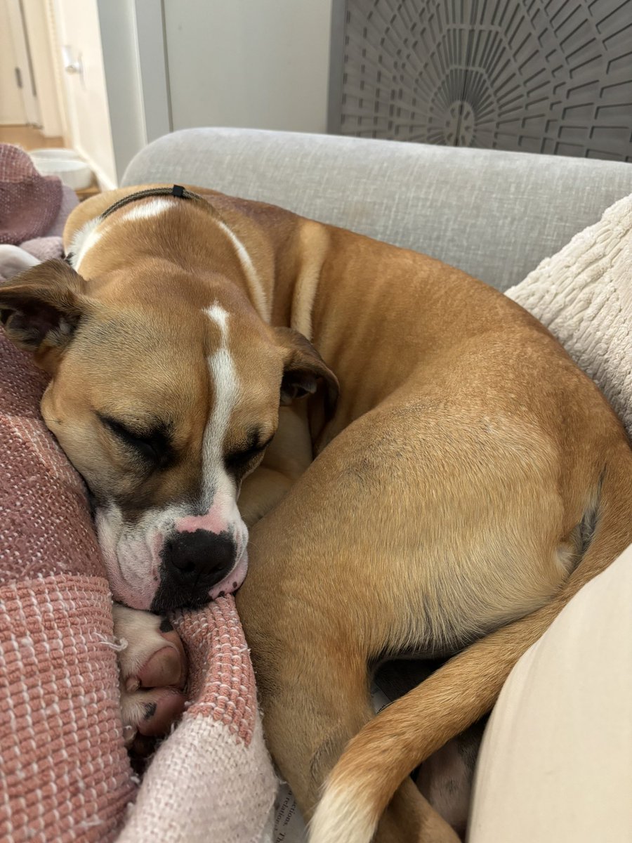PaulaWoodDMV's tweet image. Our first grand puppy already being spoiled by all of us! He&apos;s just the sweetest. @lostdogrescue