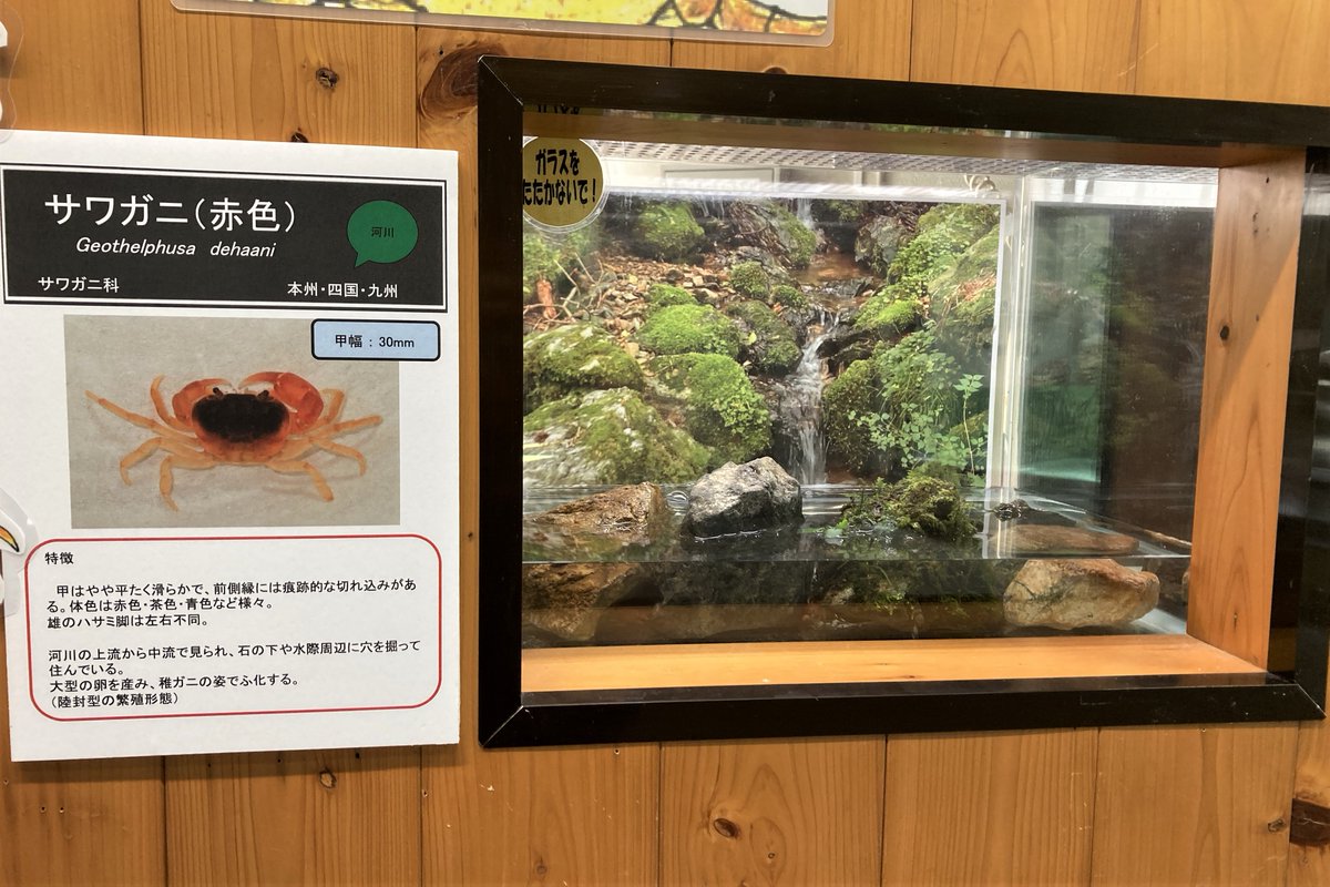 KochicityZoo's tweet image. 本日から、夏の企画展「身近なカニの仲間たち」が始まりました。
赤色と青色のサワガニやスベスベマンジュウガニ（写真最後）のほか、河口や磯に生息する約12種類のカニの生体展示およびパネル・写真などでの解説もあります。
#和の森わんぱーくこうちアニマルランド
#十脚類
#カニ 
#企画展