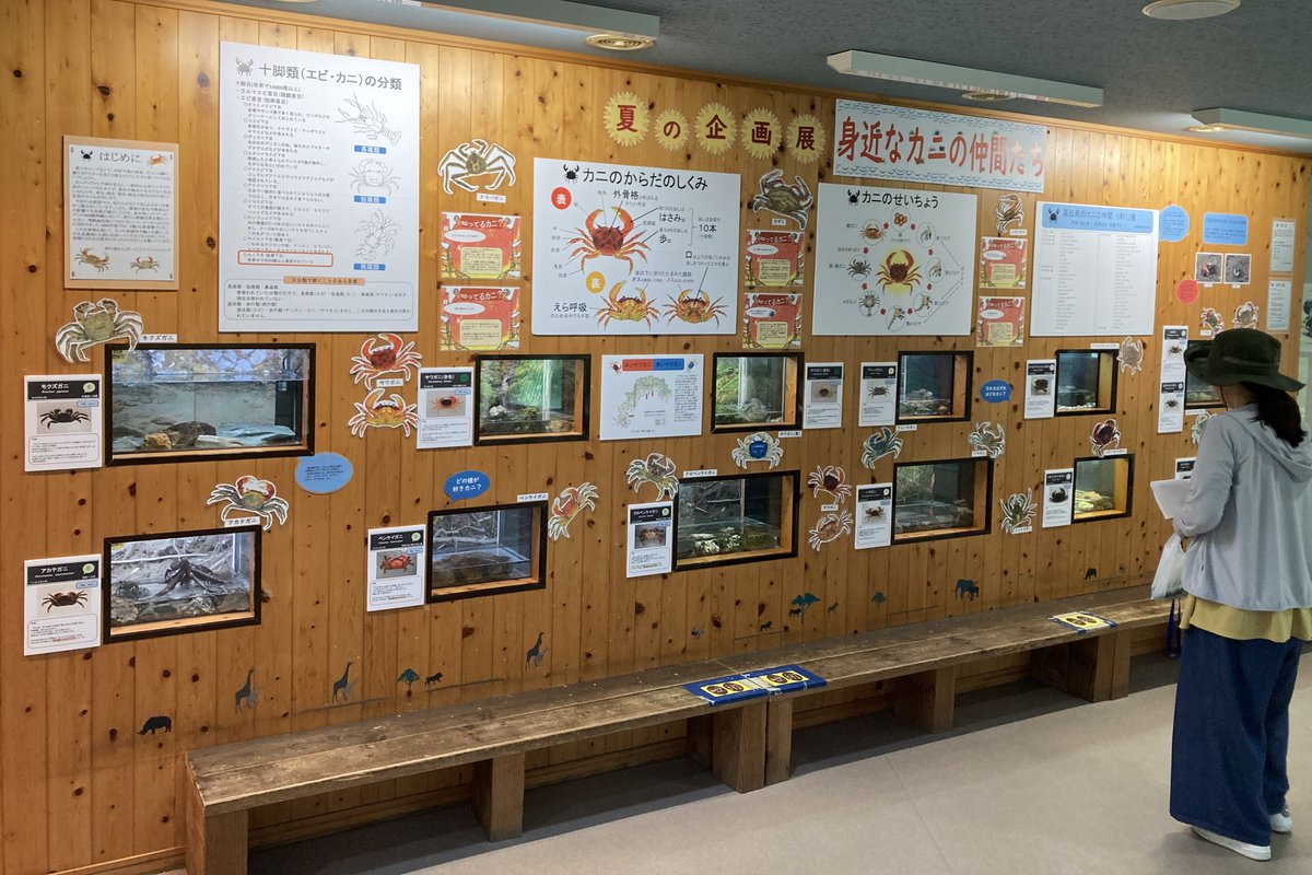 KochicityZoo's tweet image. 本日から、夏の企画展「身近なカニの仲間たち」が始まりました。
赤色と青色のサワガニやスベスベマンジュウガニ（写真最後）のほか、河口や磯に生息する約12種類のカニの生体展示およびパネル・写真などでの解説もあります。
#和の森わんぱーくこうちアニマルランド
#十脚類
#カニ 
#企画展
