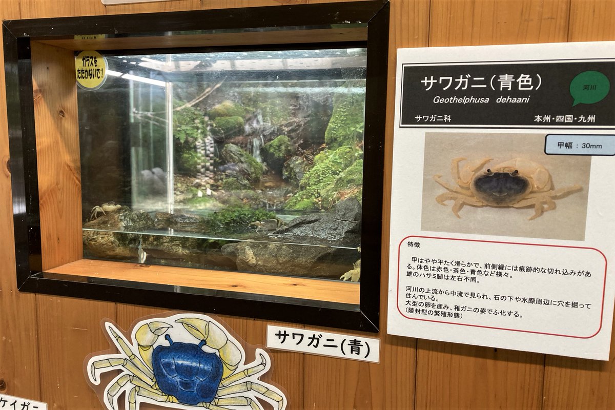KochicityZoo's tweet image. 本日から、夏の企画展「身近なカニの仲間たち」が始まりました。
赤色と青色のサワガニやスベスベマンジュウガニ（写真最後）のほか、河口や磯に生息する約12種類のカニの生体展示およびパネル・写真などでの解説もあります。
#和の森わんぱーくこうちアニマルランド
#十脚類
#カニ 
#企画展