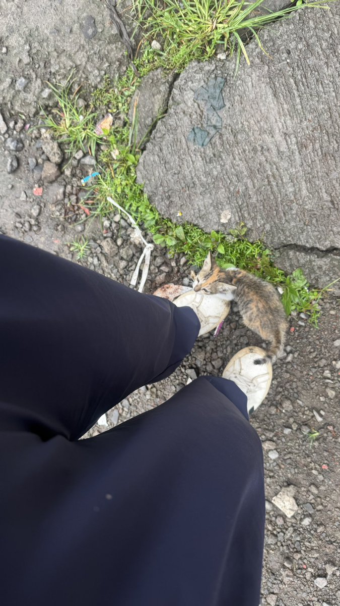 majodeldiablo's tweet image. ¿Como puedo hacer para llevarme un gato a México desde la India ?
