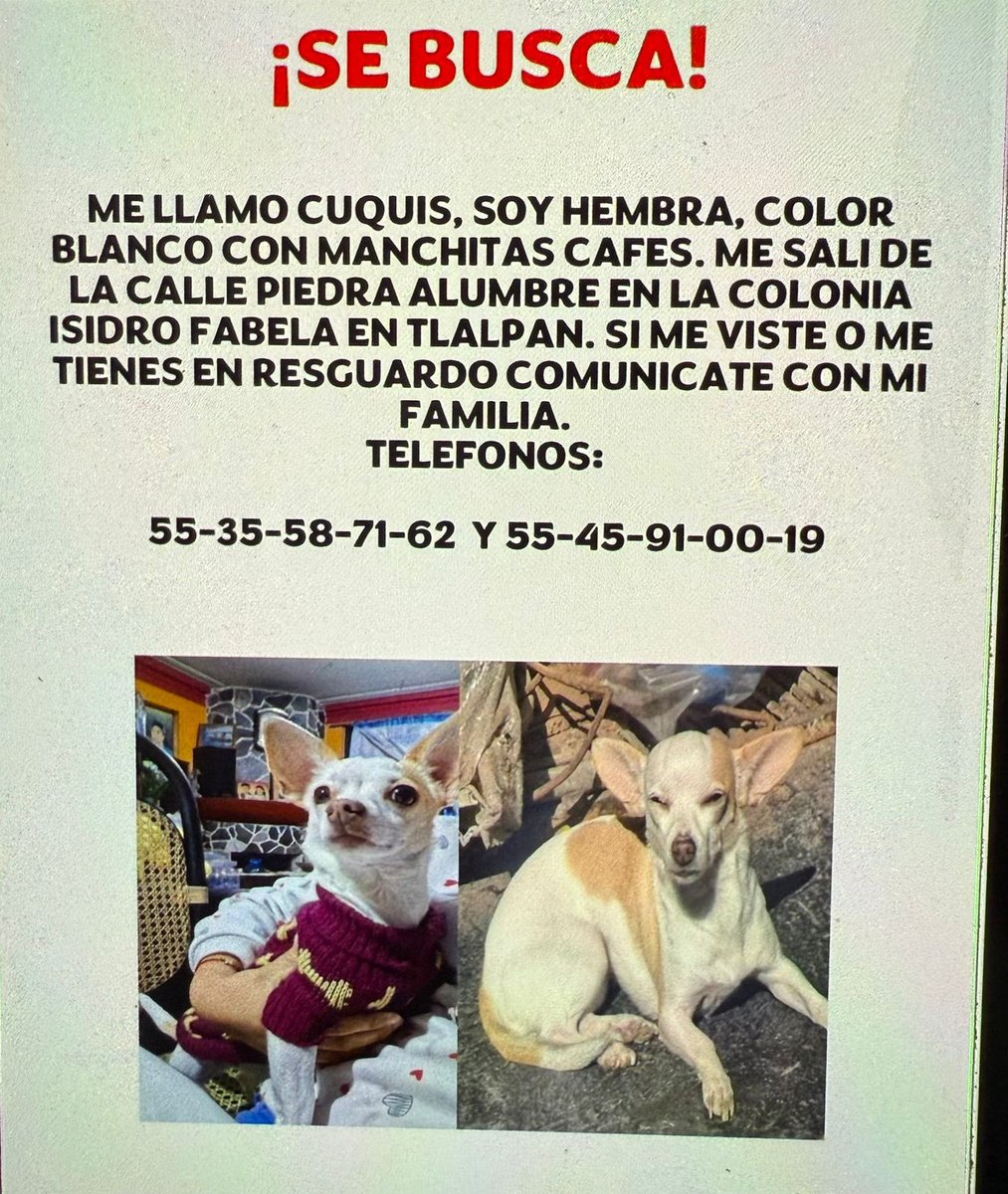 #Extraviada Cuquis, perra cruza de chihuahua, color blanco con manchas color café claro. Se extravió en calle Piedra Alumbre, col. Isidro Fabela, Tlalpan, CDMX, el 23/jul/25. Parece que la resguardó un repartidor de Uber.