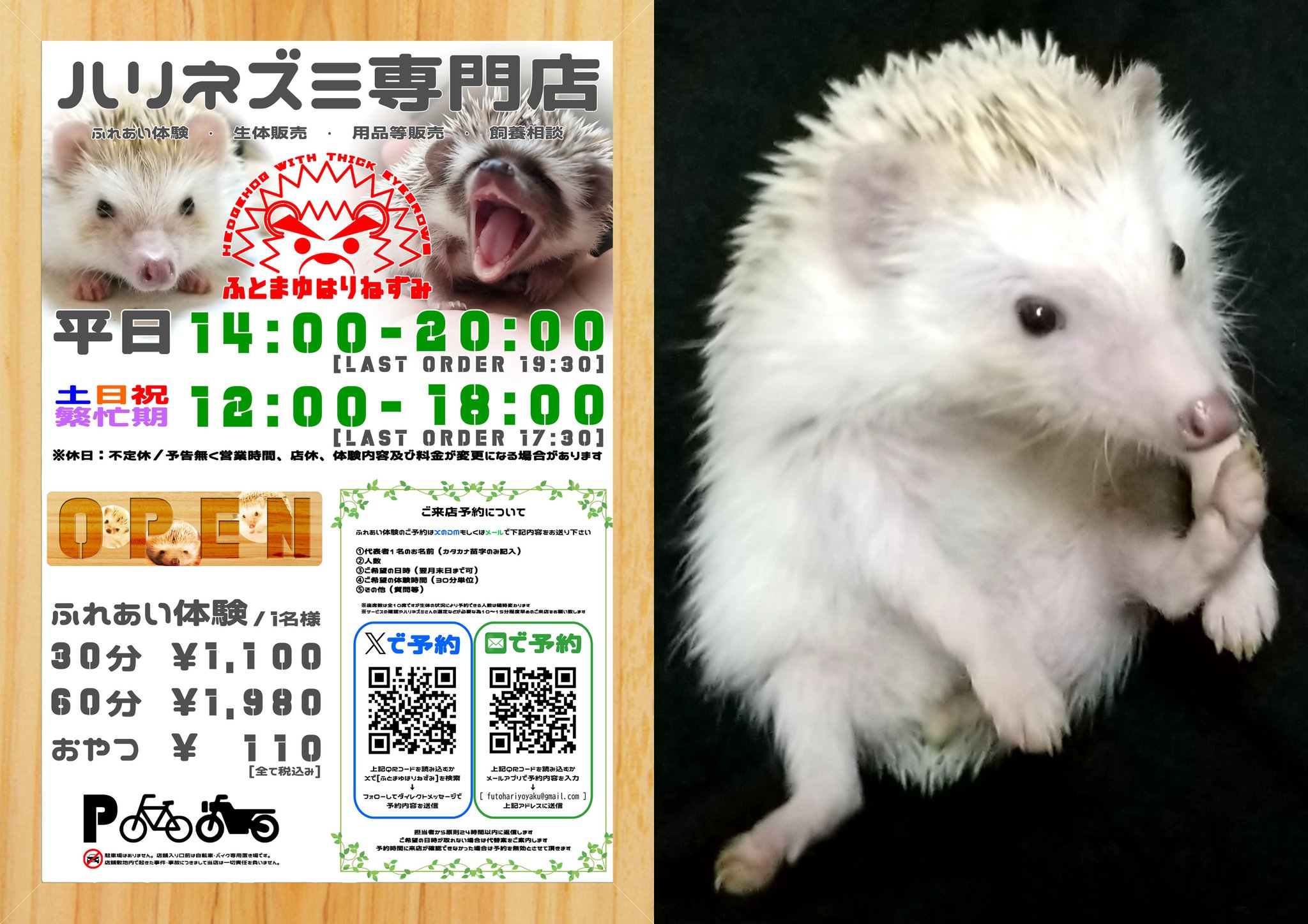 Hedgehog Studio はりねずみ工房　Runaway 歪み系 🦔ハリネズミ専門店🦔ふとまゆはりねずみ🦔 on X: 