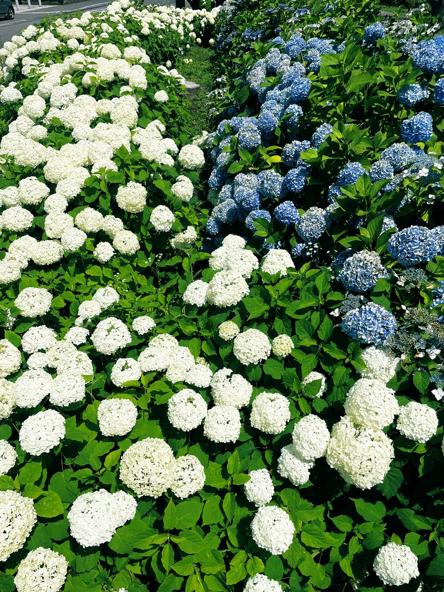 CRYnum07's tweet image. Summer nature 🍨🐮💐🍹
牧場のミルクシェイクが美味しすぎた🤤

紫陽花がたわわたわわ🏵️