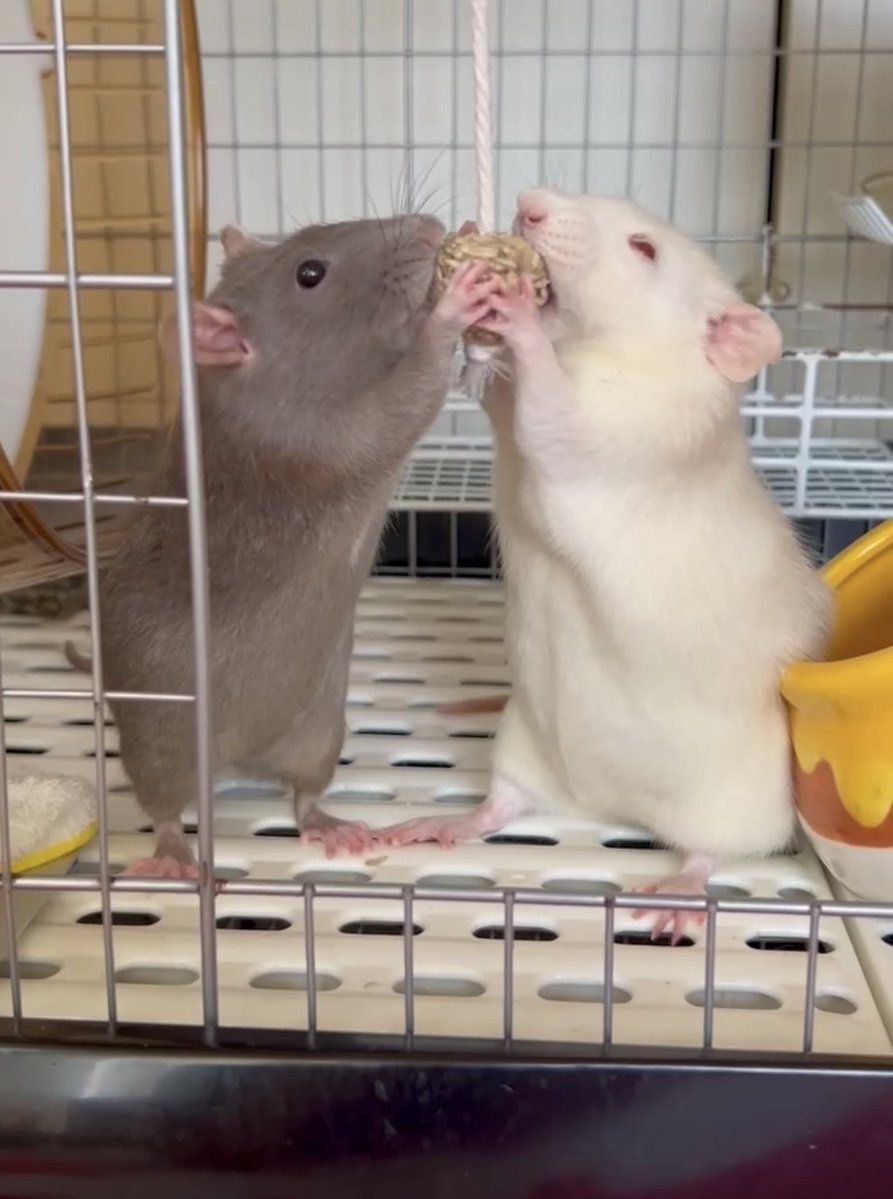 timtam1230's tweet image. おかけエビの目
