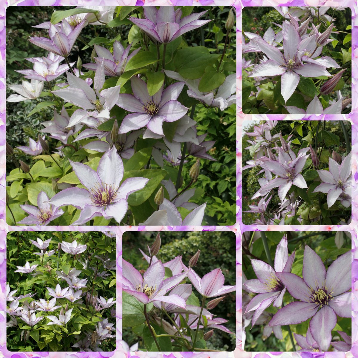 bumblebuddeez's tweet image. Happy #ClematisThursday with lovely ‘Samaritan Jo’ continuing to bloom beautifully in our garden 💜🌿🌸💜🌿💜🌸🌿💜