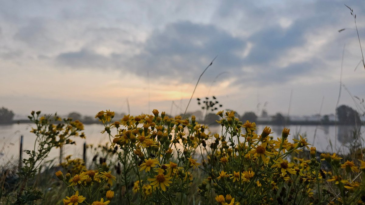 Motormiss's tweet image. Nevels boven de rivier en de velden, maar de zon komt niet echt tevoorschijn. De ganzen ontwaakten in de kleine baai, het gele Jacobs kruiskruid steekt mooi af en de mooie lucht wordt weerspiegeld in het gladde water
#Andel #Altena #afgedamdemaas #zonsopgang #nevelig