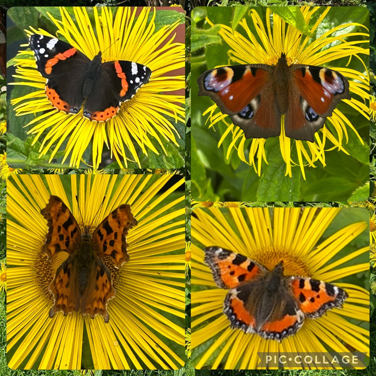 HelenMSimpson26's tweet image. Butterflies and bees love this inula plant, happy #insectThursday #mygarden