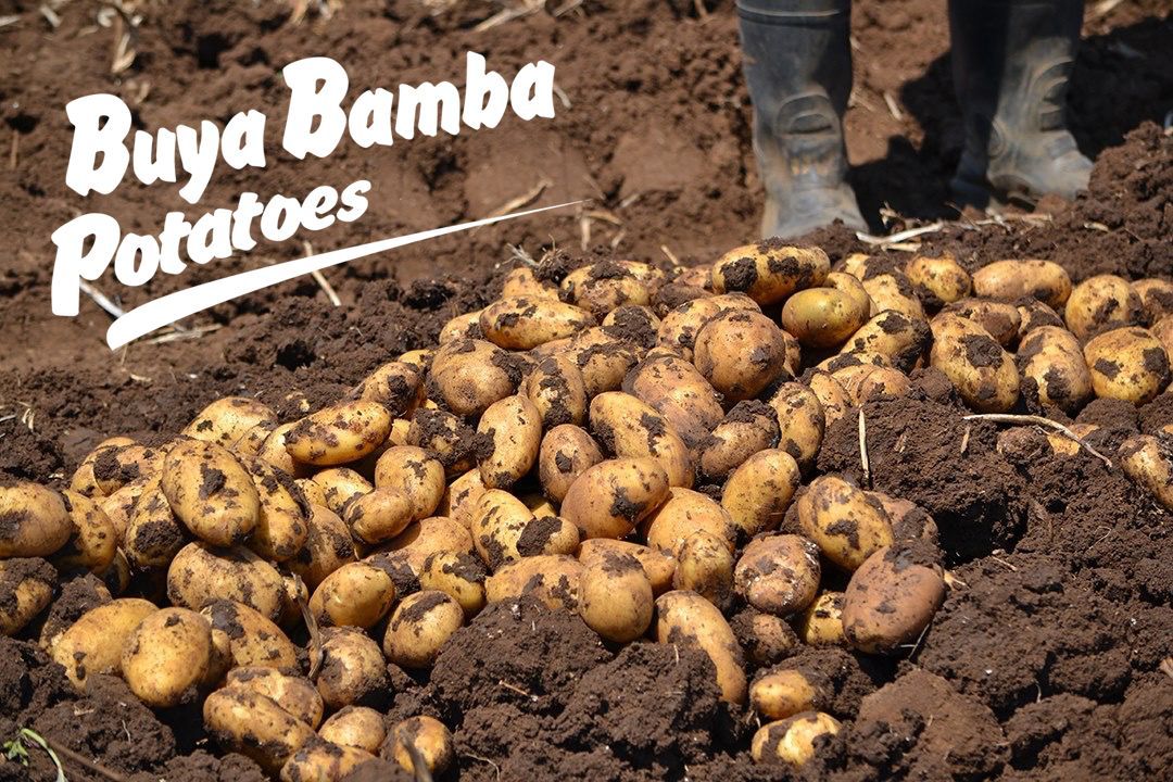 Indulge in Zambia's Rich Flavours 🥔🧅🇿🇲
Taste the difference of homegrown Zambian quality. Perfect with every meal 👌 
#BuyaBamba #Zambia #LocallyGrown #PotatoPerfection