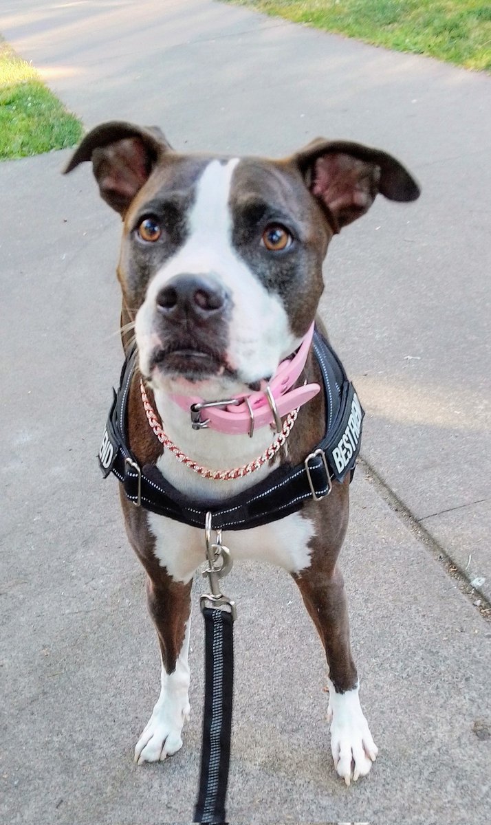 LebrockTony's tweet image. BombasticCriminalButch👑 FemmePittieVogueModelBitch
💙🐾💙😎🐕👑🫰🫰💙🐾💙
#dogmodeling #dogmodel #petmodel #pittievibes #petx #pitties #pittiesaregreat #dog #dogoftheday #dogswin #pet
#pittbullhub #amstaff #bully #pittbull #pittiemom #staffies #showmeyourpitties #dog
#MadamRiley