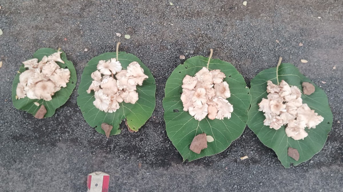 Collector Narmada (@collectornar) on Twitter photo เชธเซเชคเซเชฐเซเชถเชเซเชคเชฟเชจเซเช เชธเชเซเช เชเชฆเชพเชนเชฐเชฃ : เชตเชฟเชเชพเชฎเชฟเชจเซเชธ, เชฎเชฟเชจเชฐเชฒเซเชธ เช
เชจเซ เชเชจเซเชเซ-เชเชเซเชธเชฟเชกเชจเซเชเซเชธเชฅเซ เชญเชฐเชชเซเชฐ เชฆเซเชถเซ เชฎเซเชถเชฐเซเชฎเชจเซเช เชเซเชเช เชตเซเชเชพเชฃ เชเชฐเซ เชชเซเชฐเช เชฐเซเชเชเชพเชฐเซเชจเซเช เชธเชฐเซเชเชจ เชเชฐเชคเชพ เชเชพเชกเซเชค เชเชพเชฎเชจเชพ เชถเซเชฐเซเชฎเชคเซ เชธเชฟเชฌเซเชฌเซเชจ เชตเชธเชพเชตเชพ เชธเซเชคเซเชฐเซเชถเชเซเชคเชฟเชจเซเช เชธเชเซเช เชเชฆเชพเชนเชฐเชฃ : เชตเชฟเชเชพเชฎเชฟเชจเซเชธ, เชฎเชฟเชจเชฐเชฒเซเชธ เช
เชจเซ เชเชจเซเชเซ-เชเชเซเชธเชฟเชกเชจเซเชเซเชธเชฅเซ เชญเชฐเชชเซเชฐ เชฆเซเชถเซ เชฎเซเชถเชฐเซเชฎเชจเซเช เชเซเชเช เชตเซเชเชพเชฃ เชเชฐเซ เชชเซเชฐเช เชฐเซเชเชเชพเชฐเซเชจเซเช เชธเชฐเซเชเชจ เชเชฐเชคเชพ เชเชพเชกเซเชค เชเชพเชฎเชจเชพ เชถเซเชฐเซเชฎเชคเซ เชธเชฟเชฌเซเชฌเซเชจ เชตเชธเชพเชตเชพ