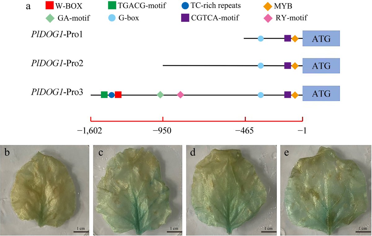 MaximumAcademic's tweet image. #OPR
PlDOG1 regulates seed dormancy in Paeonia lactiflora via interaction with PlARF2. Study explores dormancy release and molecular breeding potential. 🌿
@Stressed_plants @AbioticStress @PlantCellEnvir #Peony #SeedDormancy
Details: maxapress.com/article/doi/10…