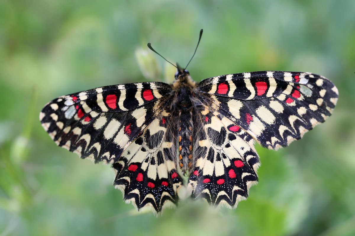 We know Frank will be popular with our guests, and he's going to be involved in a good many tours going forwards, starting with our popular Spring Butterflies in the French Pyrenees on 20-27 May 2026. Bookings are already being taken for that one! (2/2)

mariposanature.com/tours/butterfl…