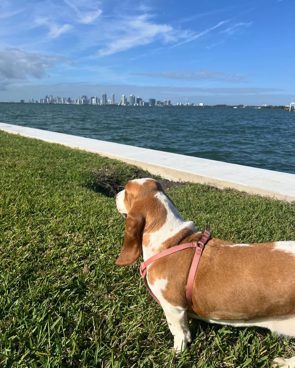 CarlosMerritte's tweet image. Love some much great breed
#BassetFunTimes #CuteBasset #BassetWalks #Basset #BassetFriendsForever #BassetHoundLoverUSA