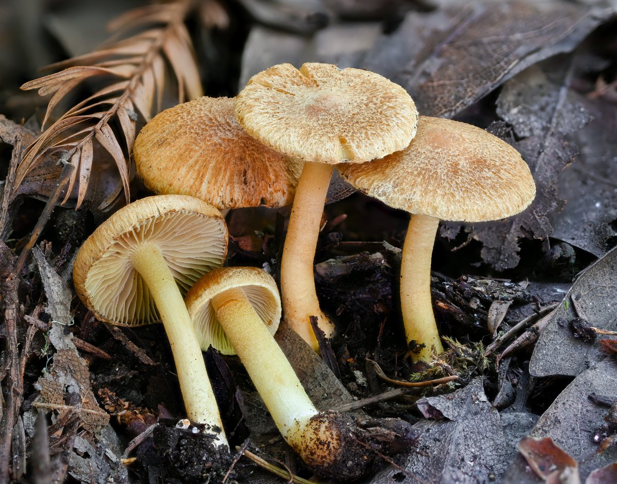 AlanRockefeller's tweet image. Inocybe &quot;citrifolia&quot;, an undescribed Inocybe from California, Oregon and Idaho. This species is easy to identify due to its orange color scheme.

Sequenced by @mycota.lab.

iNaturalist # 110466630 

#inocybe #dnabarcoding #fungi #mycology #mushrooms