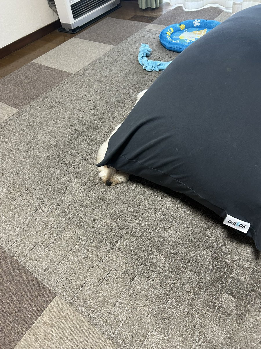 隠れているつもりのイヌ🐶

むぎ