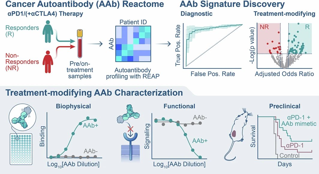 medntdj's tweet image. Autoantibodies against cytokines, growth factors, immunoreceptors, & tumor surface proteins robustly modulate immune checkpoint inhibition therapy response
@aaronmring @Nature @Yile_Dai
nature.com/articles/s4158…
read more @LabWaggoner