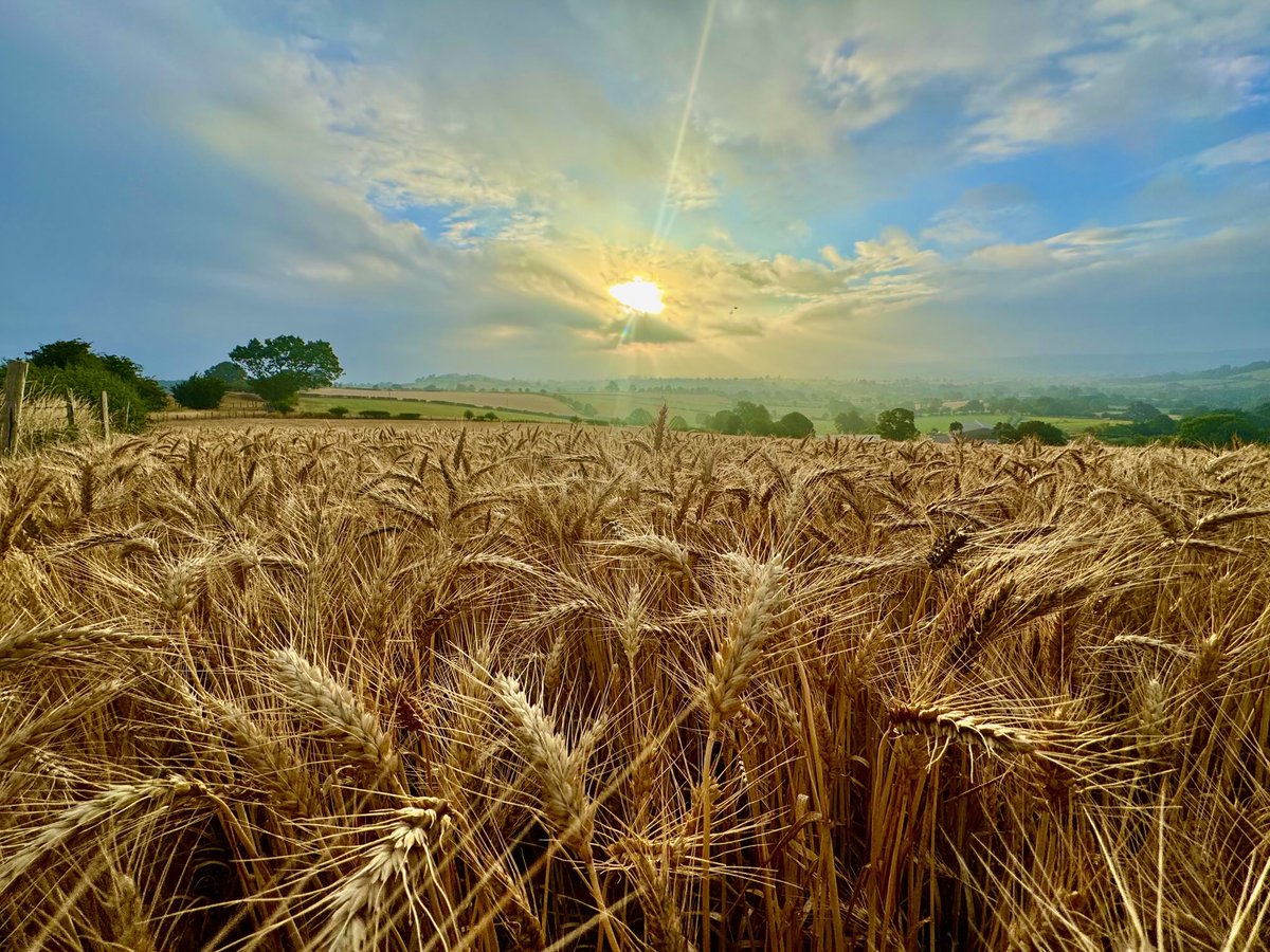 Aneedtopaint's tweet image. Down from the hills and walking through a field of gold this morning where the sun has made it through the clouds. Close to home and ready for a ☕️! ☀️🙂 #Shropshire