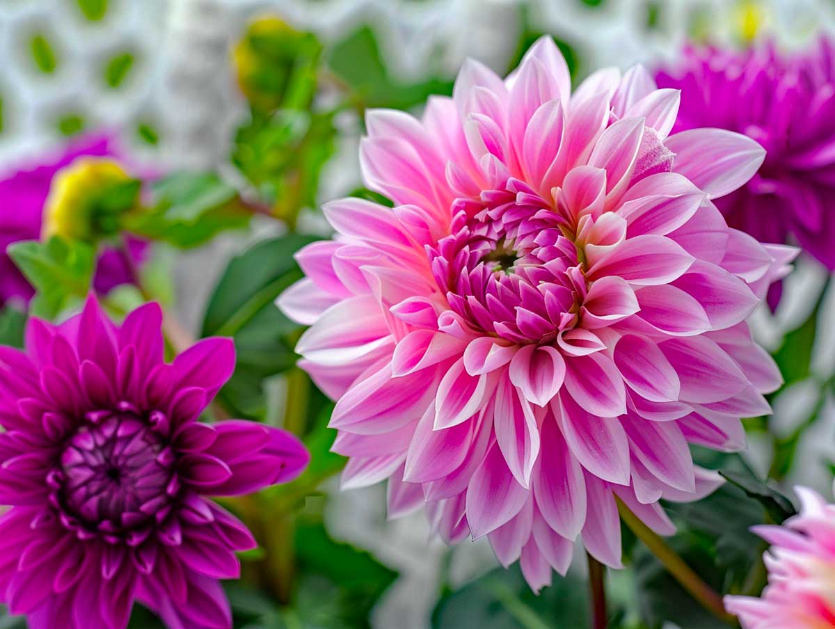 mzu2013's tweet image. Choose happiness, be kind, have a healthy & joyous day, enjoy the beauty everywhere.
Happy Thursday 😘🌸🦋🍀
#ThursdayMotivation