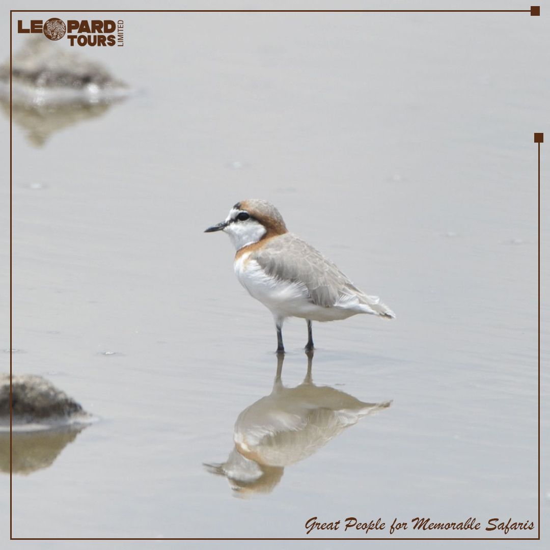 Leopard Tours Ltd tweet media