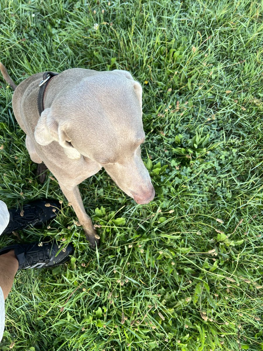 Dauwtrappen deze morgen 💧 #Weimaraner