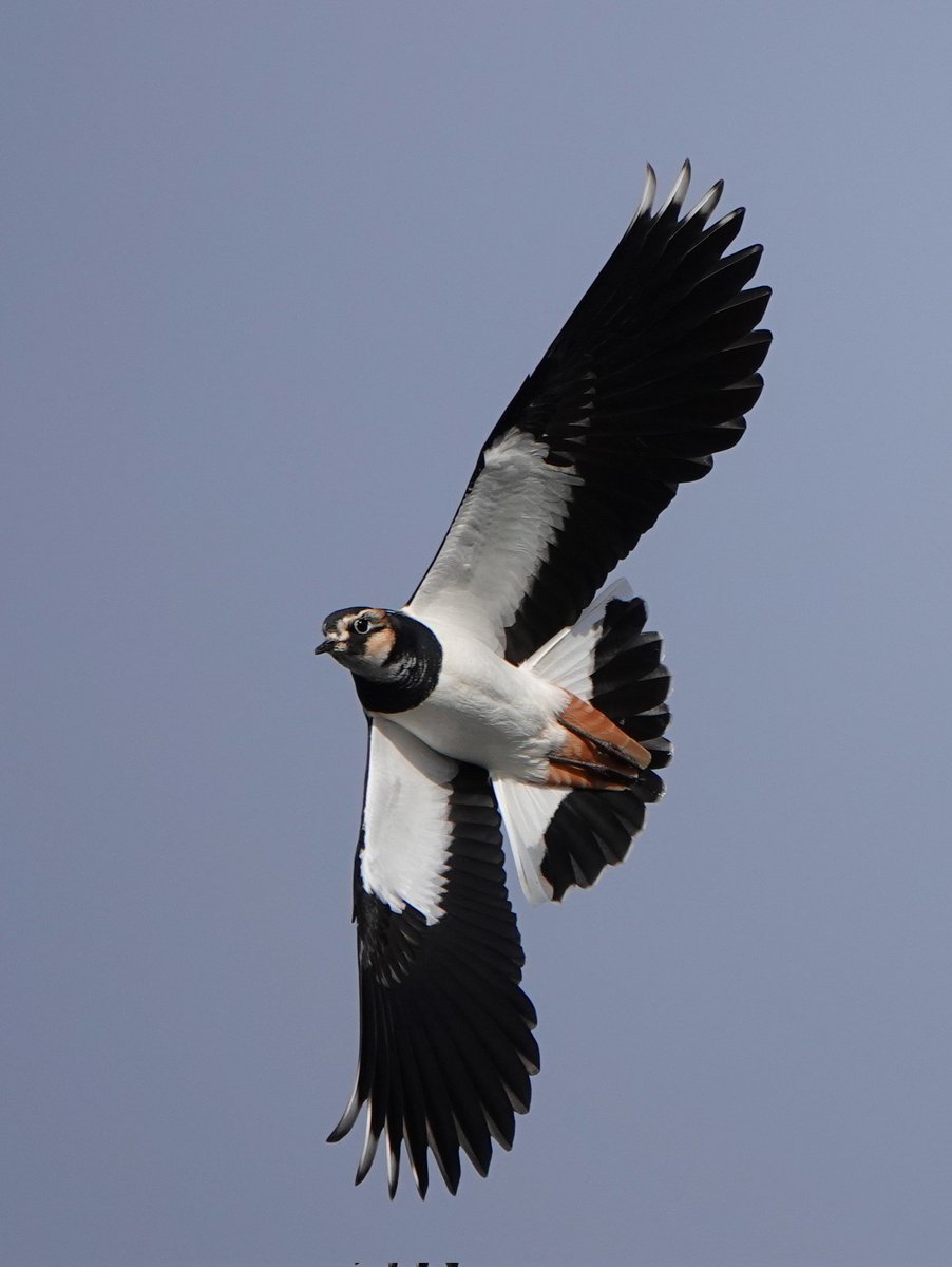 Lapwing flyby