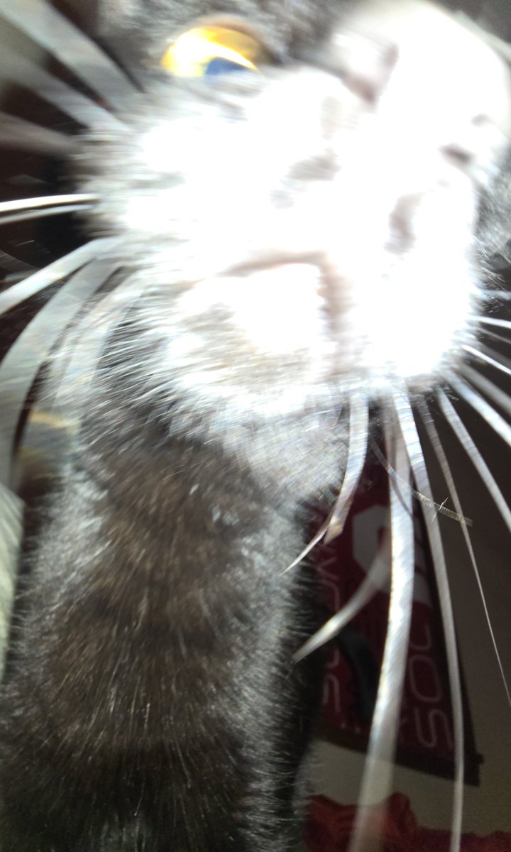 rats7's tweet image. does anyone know what this thing is