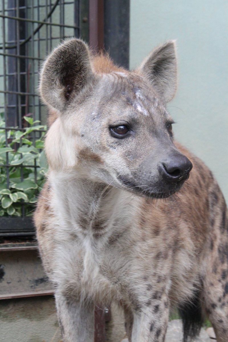 nhdzoo's tweet image. 2025.7.18
#ブチハイエナの飼育日誌 を更新しました。
ブチハイエナ
ツキ(♂)、セレン(♂) 放飼場にブイを入れておく。
#日本平動物園
#ブチハイエナ
#nihondairazoo