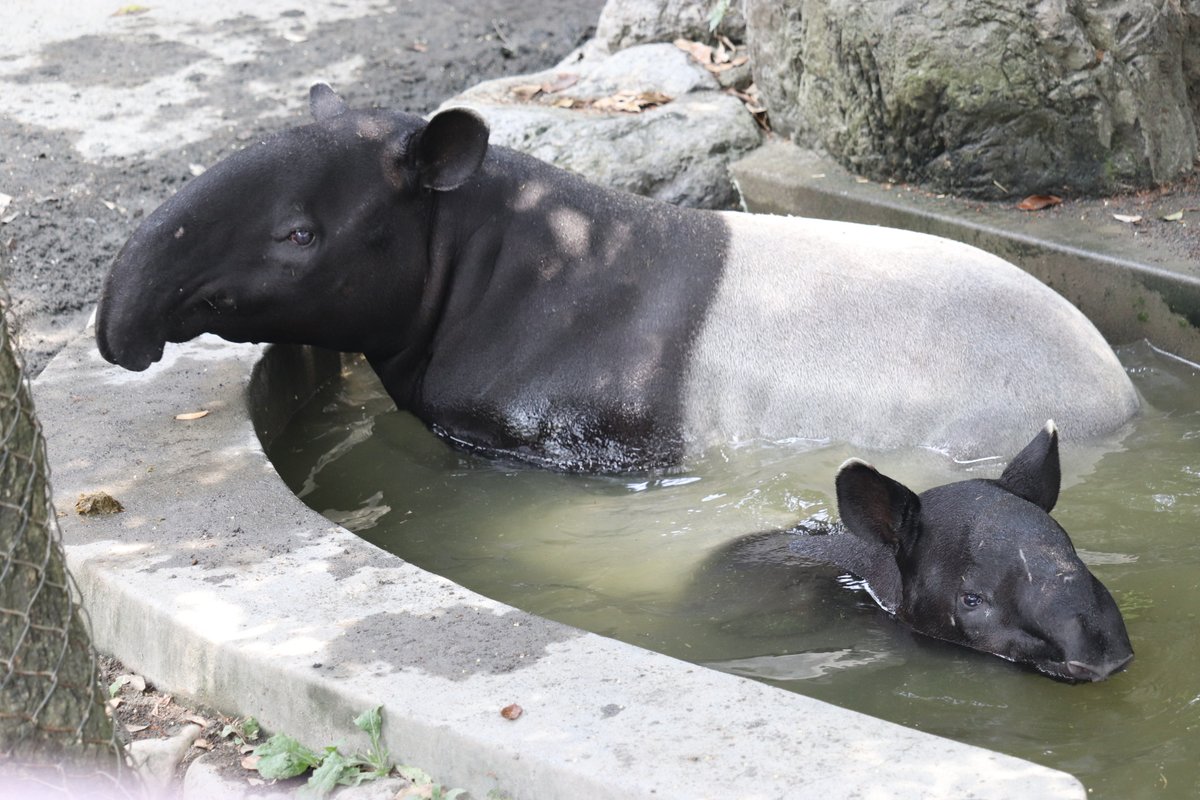 nhdzoo's tweet image. 2025.7.19
#マレーバクの飼育日誌 を更新しました。
マレーバク
オリヒメ(♀)、オリバ(♂) オリバの誕生日会を開いたが、オリヒメがケーキをほとんど食べてしまう。
#日本平動物園
#マレーバク
#nihondairazoo