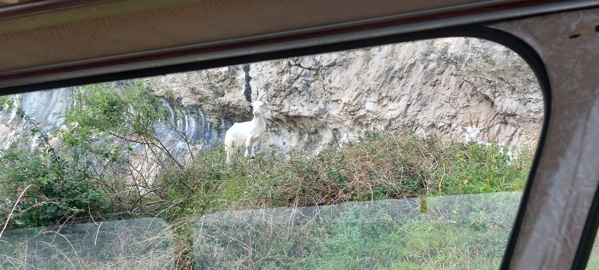 rhino_on_rails's tweet image. Trip around the Great Orme