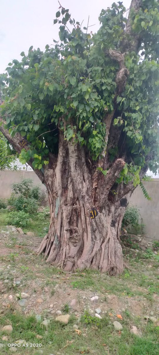 DmNainital's tweet image. हल्द्वानी में रोड चौड़ीकरण के कार्य में प्रभावित हो रहे पुराने पेड़ों के ट्रांसप्लांट के बाद सभी जीवित हैं, सभी पर नई शाखाएं और पत्ते आ गए हैं । विशेषज्ञों की सहायता से हल्द्वानी के पुराने वृक्षों को बचाने की ये कोशिश सफल हो रही है ।