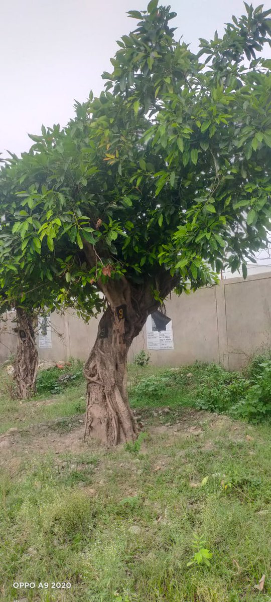 DmNainital's tweet image. हल्द्वानी में रोड चौड़ीकरण के कार्य में प्रभावित हो रहे पुराने पेड़ों के ट्रांसप्लांट के बाद सभी जीवित हैं, सभी पर नई शाखाएं और पत्ते आ गए हैं । विशेषज्ञों की सहायता से हल्द्वानी के पुराने वृक्षों को बचाने की ये कोशिश सफल हो रही है ।