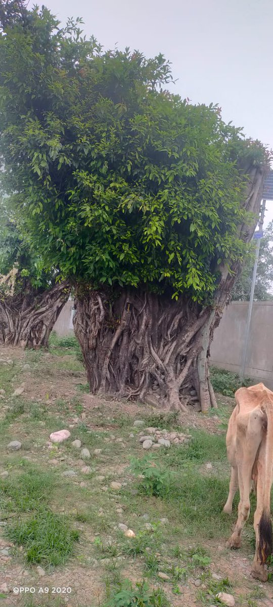 DmNainital's tweet image. हल्द्वानी में रोड चौड़ीकरण के कार्य में प्रभावित हो रहे पुराने पेड़ों के ट्रांसप्लांट के बाद सभी जीवित हैं, सभी पर नई शाखाएं और पत्ते आ गए हैं । विशेषज्ञों की सहायता से हल्द्वानी के पुराने वृक्षों को बचाने की ये कोशिश सफल हो रही है ।