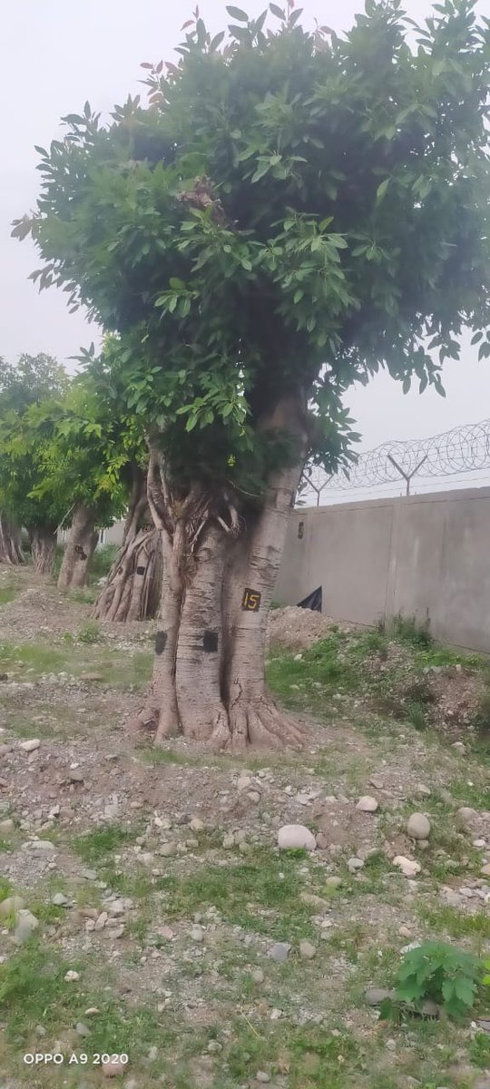 DmNainital's tweet image. हल्द्वानी में रोड चौड़ीकरण के कार्य में प्रभावित हो रहे पुराने पेड़ों के ट्रांसप्लांट के बाद सभी जीवित हैं, सभी पर नई शाखाएं और पत्ते आ गए हैं । विशेषज्ञों की सहायता से हल्द्वानी के पुराने वृक्षों को बचाने की ये कोशिश सफल हो रही है ।