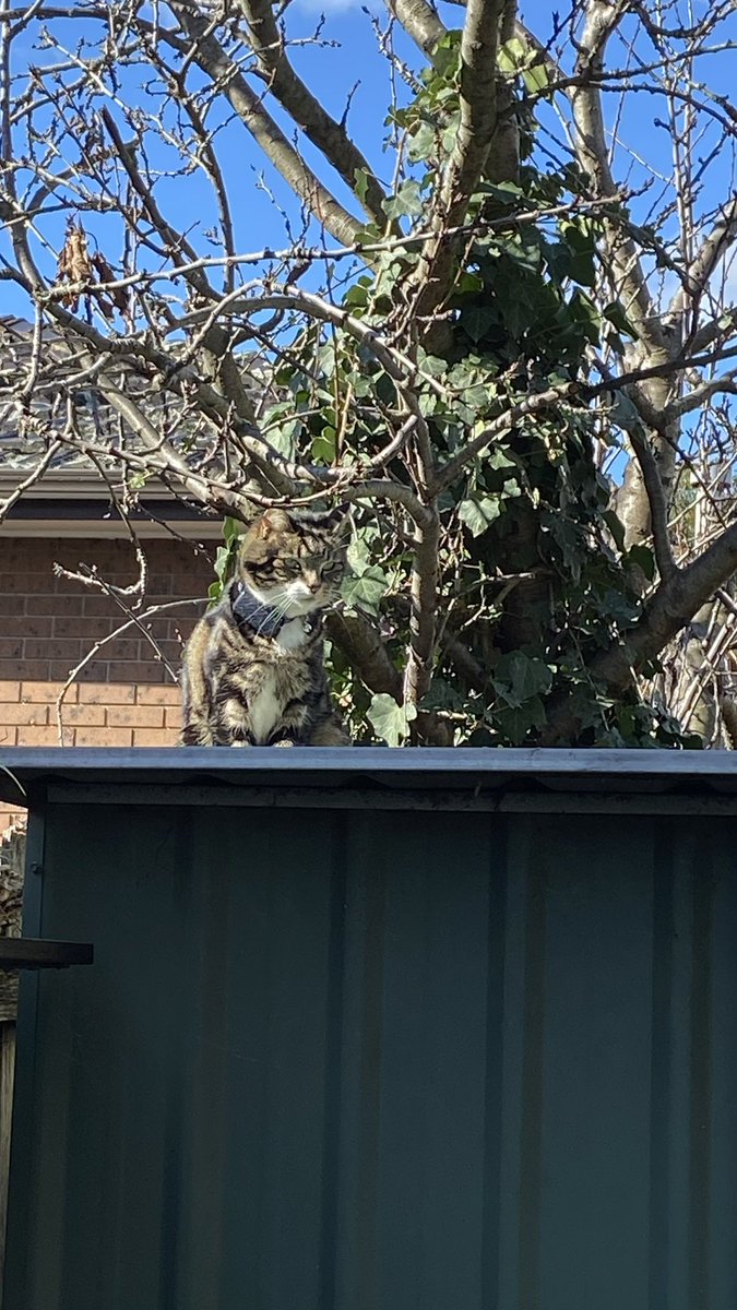 GetsPuppy's tweet image. A lovely day today, so we did a thorough #ZombiePatrol . I even got onto the roof of the shed to make sure the neighbours are safe too #ZSHQ #RosieTheCat
