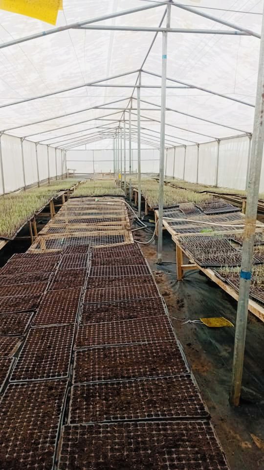Baale of Milan🔴⚫ (@baaleofmilan) on Twitter photo Step 1: Seed Purchased ✅
Step 2: Seeds Sown ✅
Next Step: Management in the Nursery
For a better production, Quality Seeds (QS) are essential
- QS provide a higher return per unit area.
- QS respond better to nutrients.
Do not forget to follow my business page <a href="/UgreenLab/">Urban Green Lab</a> Step 1: Seed Purchased ✅
Step 2: Seeds Sown ✅
Next Step: Management in the Nursery
For a better production, Quality Seeds (QS) are essential
- QS provide a higher return per unit area.
- QS respond better to nutrients.
Do not forget to follow my business page <a href="/UgreenLab/">Urban Green Lab</a>