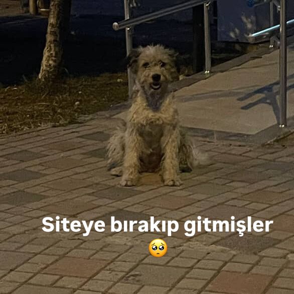 Merhabalar kocaeli dilovası köseler köyü toki konutlarında site içinde bir kaç haftadır dolaşıyor sokağa atmışlar sahiplendirebilirğmisiniz cins köpek orta ırk 

İnstagram @zentcreative 

#SokakHayvanlarıSahipsizDeğil