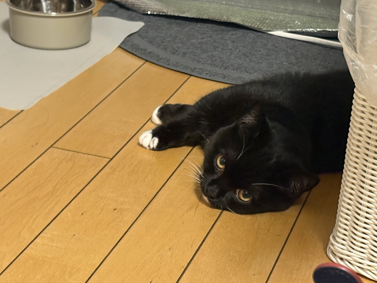 tavi_sapien_s's tweet image. おててクロス