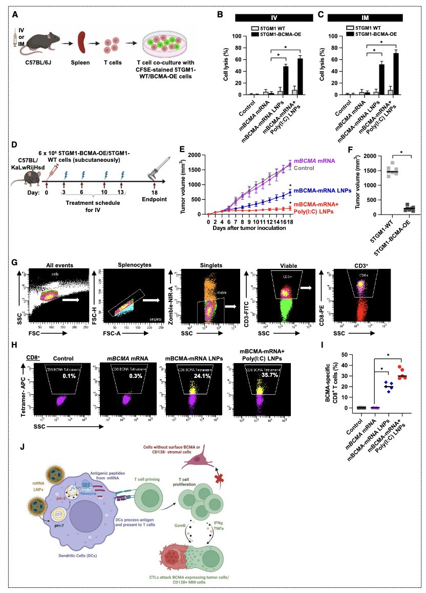 Myeloma_Doc's tweet image. #Myeloma Paper of the Day: BCMA-mRNA vaccine encapsulated in LNPs w/ poly(I:C) as TLR3 agonist is internalized by dendritic cells in vitro and leads to BCMA-specific CD8+ CTL and in vivo anti-myeloma response in two mouse myeloma models: pubmed.ncbi.nlm.nih.gov/40700574/. #mmsm