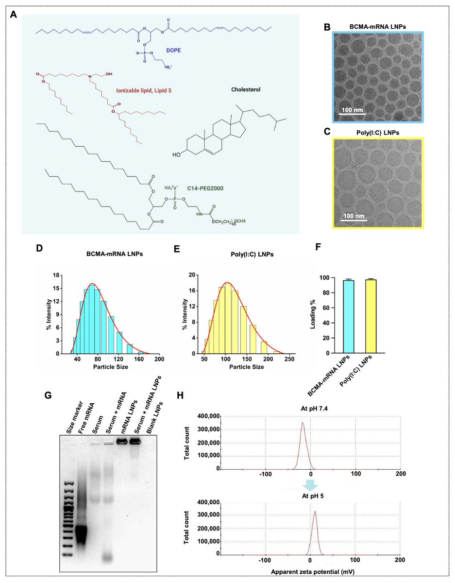 Myeloma_Doc's tweet image. #Myeloma Paper of the Day: BCMA-mRNA vaccine encapsulated in LNPs w/ poly(I:C) as TLR3 agonist is internalized by dendritic cells in vitro and leads to BCMA-specific CD8+ CTL and in vivo anti-myeloma response in two mouse myeloma models: pubmed.ncbi.nlm.nih.gov/40700574/. #mmsm