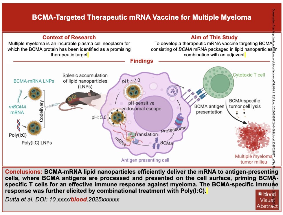Myeloma_Doc's tweet image. #Myeloma Paper of the Day: BCMA-mRNA vaccine encapsulated in LNPs w/ poly(I:C) as TLR3 agonist is internalized by dendritic cells in vitro and leads to BCMA-specific CD8+ CTL and in vivo anti-myeloma response in two mouse myeloma models: pubmed.ncbi.nlm.nih.gov/40700574/. #mmsm