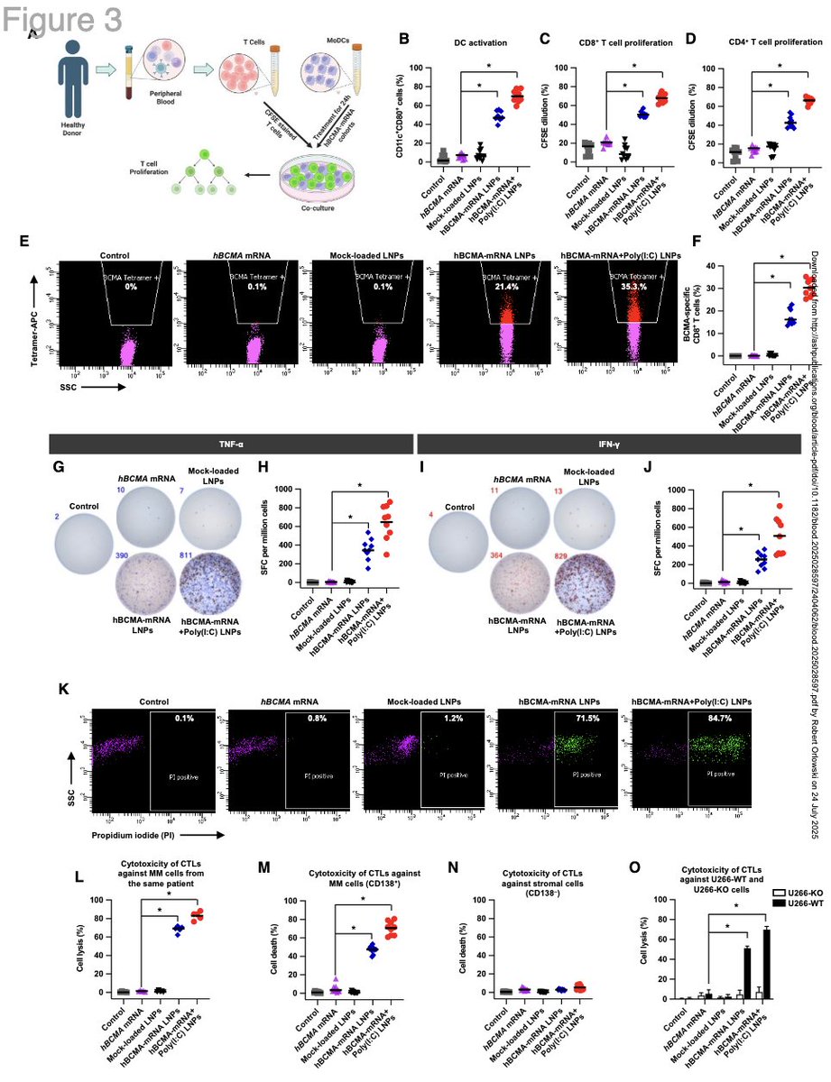 Myeloma_Doc's tweet image. #Myeloma Paper of the Day: BCMA-mRNA vaccine encapsulated in LNPs w/ poly(I:C) as TLR3 agonist is internalized by dendritic cells in vitro and leads to BCMA-specific CD8+ CTL and in vivo anti-myeloma response in two mouse myeloma models: pubmed.ncbi.nlm.nih.gov/40700574/. #mmsm