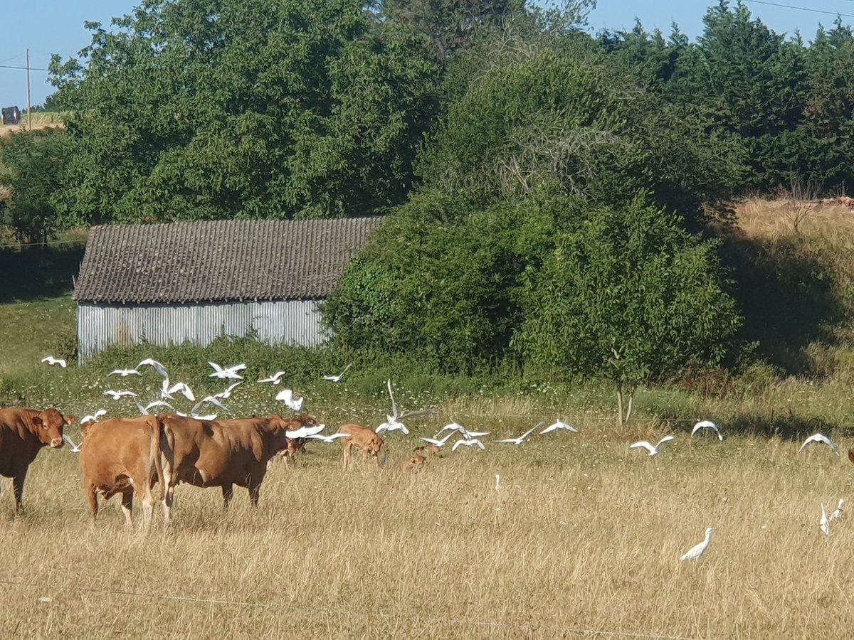 Imagine t'as 2x plus d'aigrette dans ton champ que de vaches. 

Est-ce que ça veut dire qu'il y a abondance de nourriture sous nos pieds ou que les sols sont pollués à cause de la chimie que l'on enterre sciemment ?