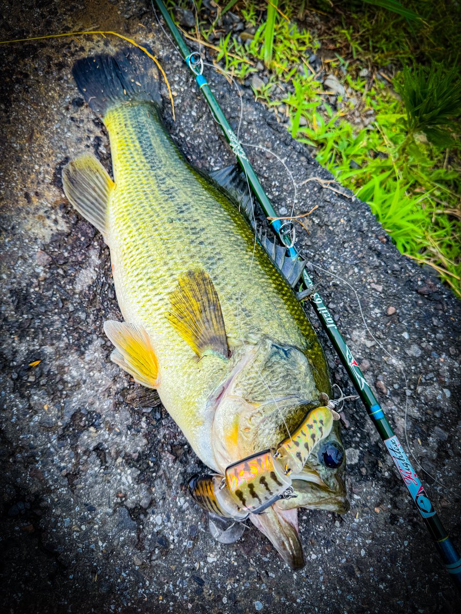 Y*d様 早いもの勝ち❗️ビッグベイトまとめ売り❗️ ビッグベイト - Search / X